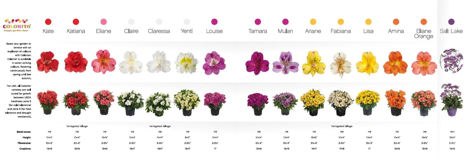 Alstroemeria Colorita® Comparison Chart