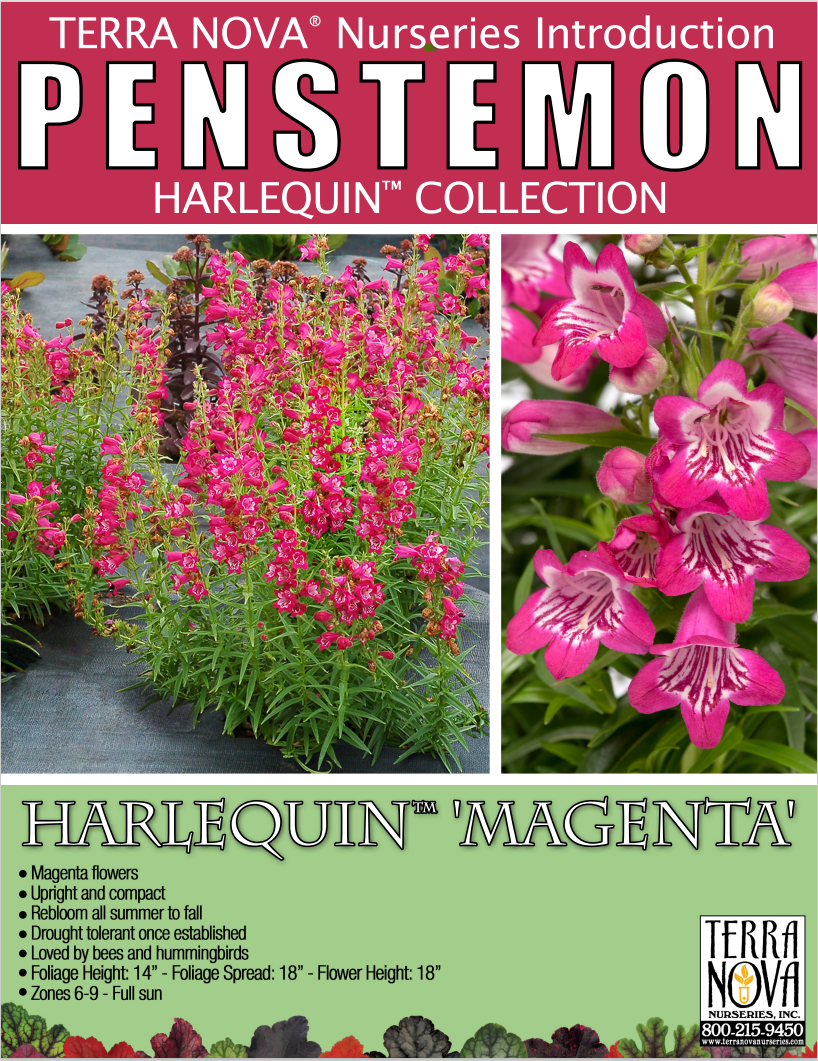 Penstemon Harlequin™ Magenta