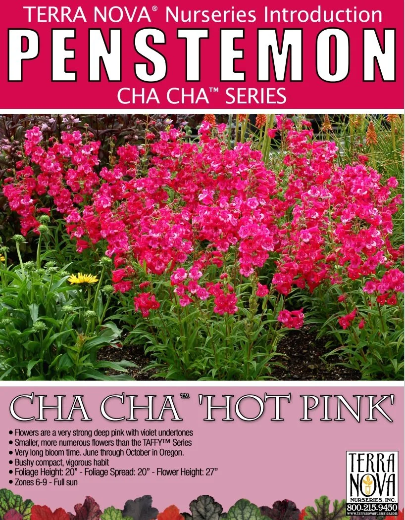 Penstemon Cha Cha™ Hot Pink