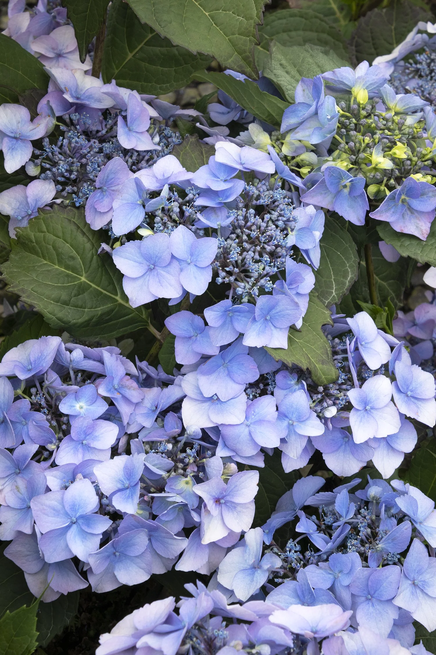 Hydrangea macrophylla Seaside Serenade® Outer Banks