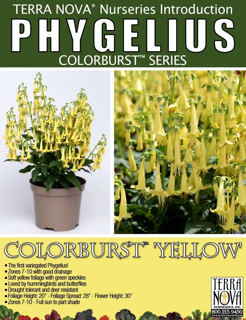 Phygelius Colorburst™ Yellow