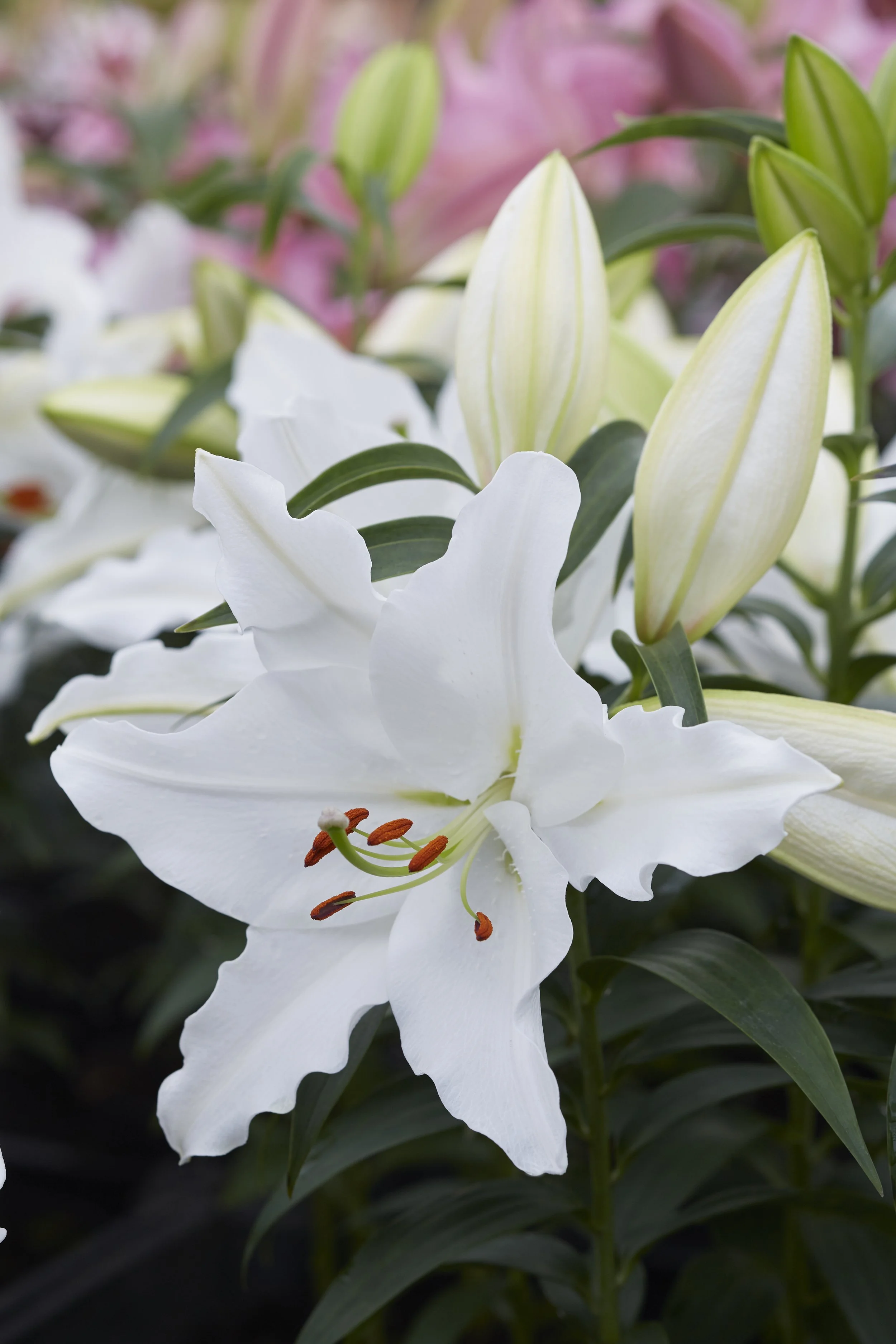 Lily Oriental White Romance