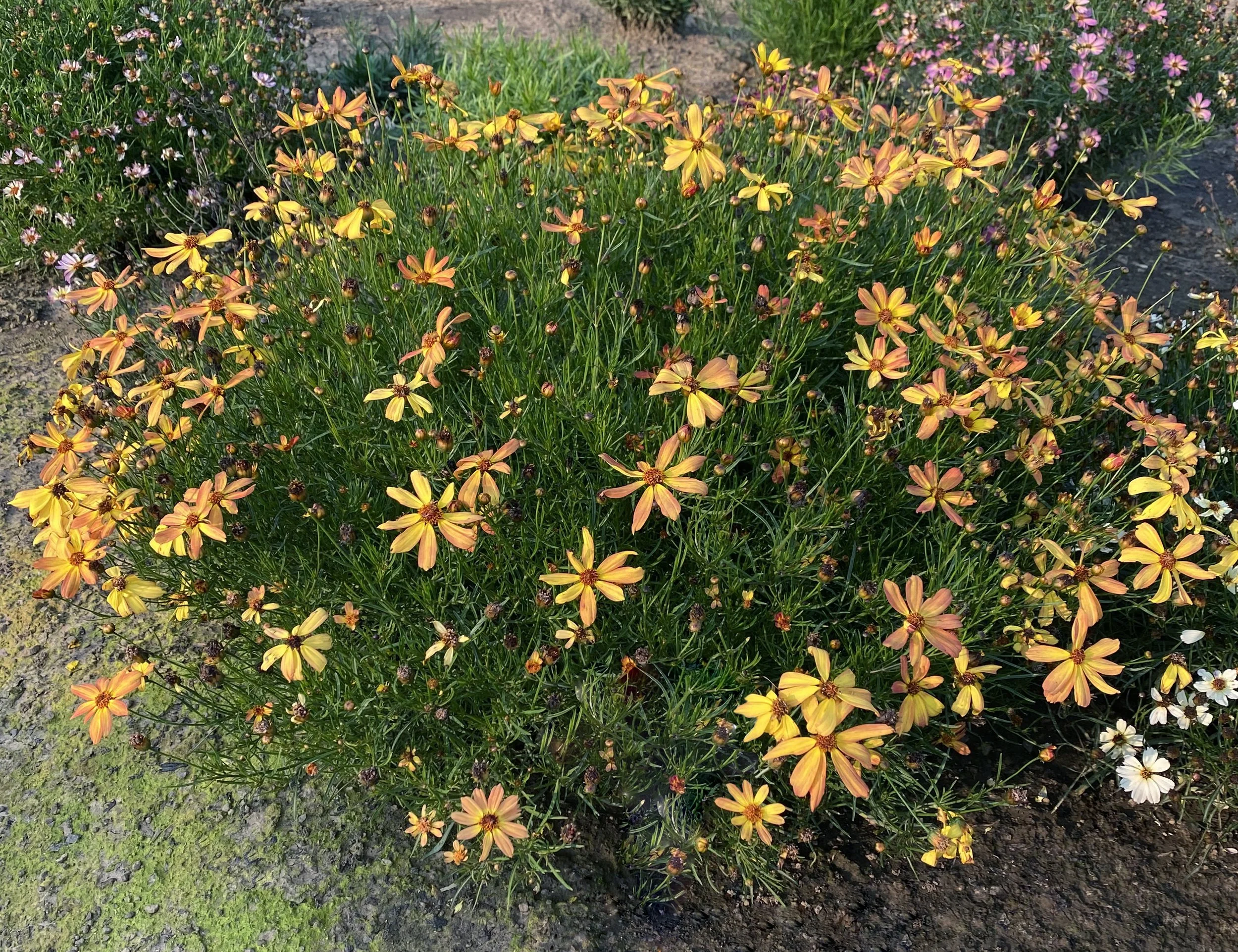 Coreopsis-Sunny-Days-Rays-1.jpg
