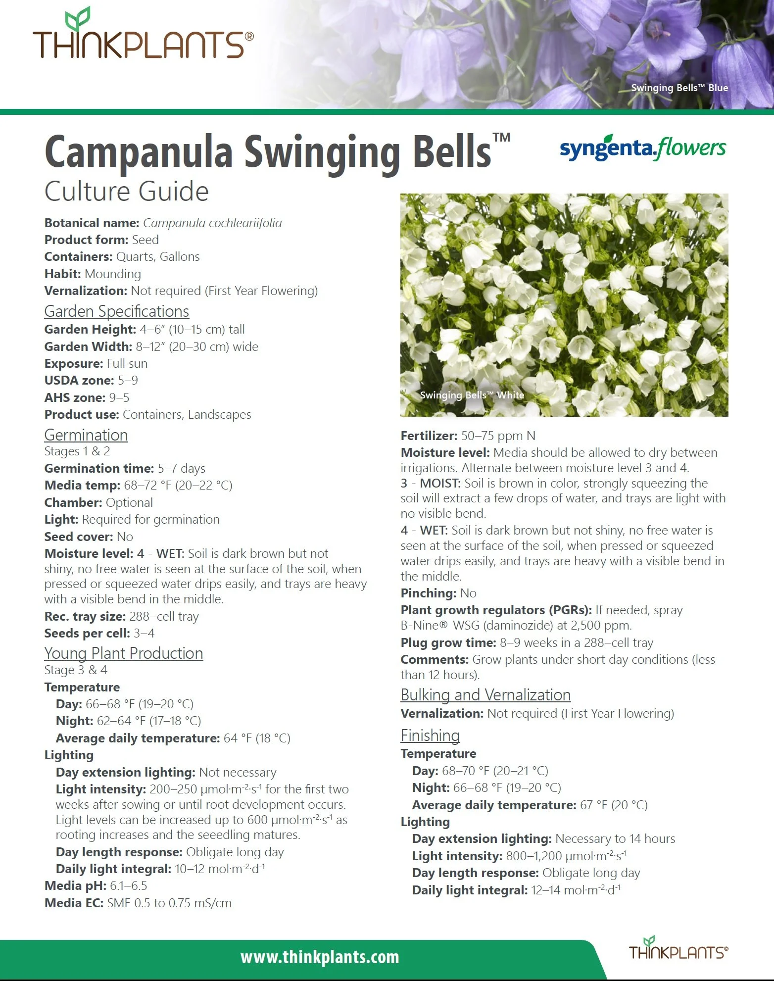 Campanula Swinging Bells™