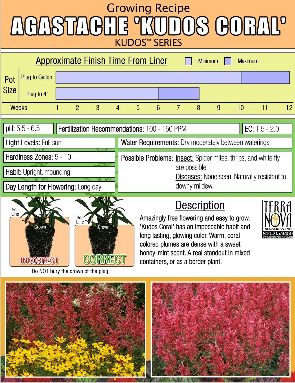 Agastache Kudos™ Coral