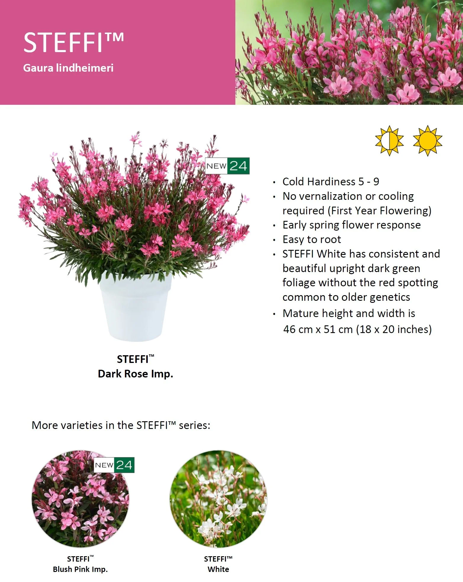 Gaura STEFFI™