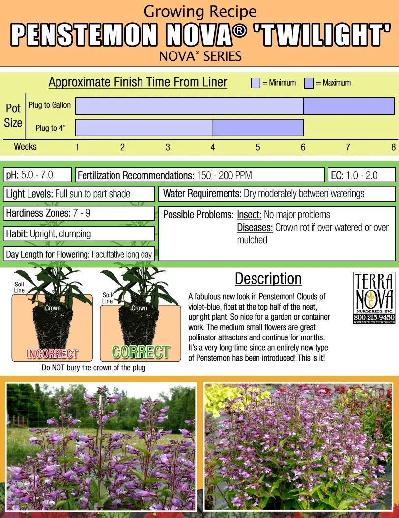 Penstemon NOVA® Twilight