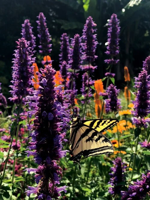 Agastache Blue Boa