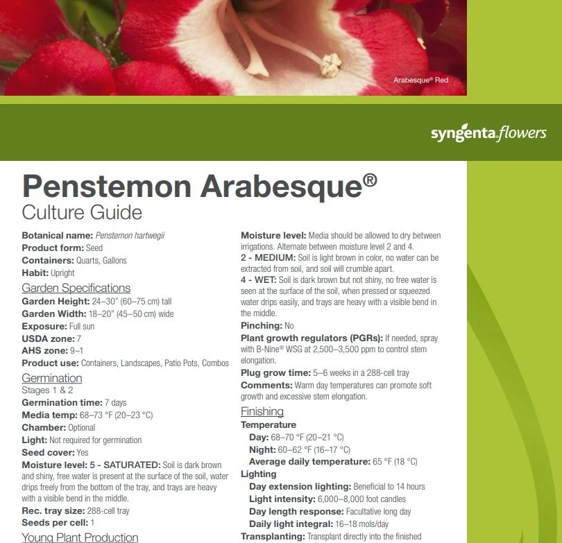 Penstemon Arabesque®