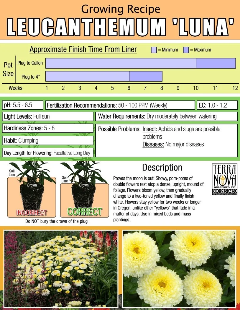 Leucanthemum Luna