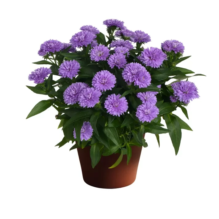 Aster Showmakers® Lavender