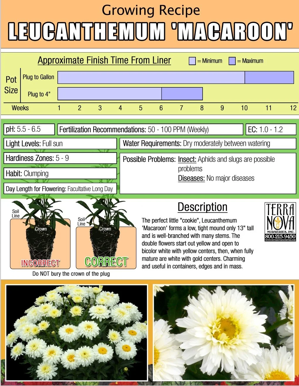Leucanthemum Macaroon