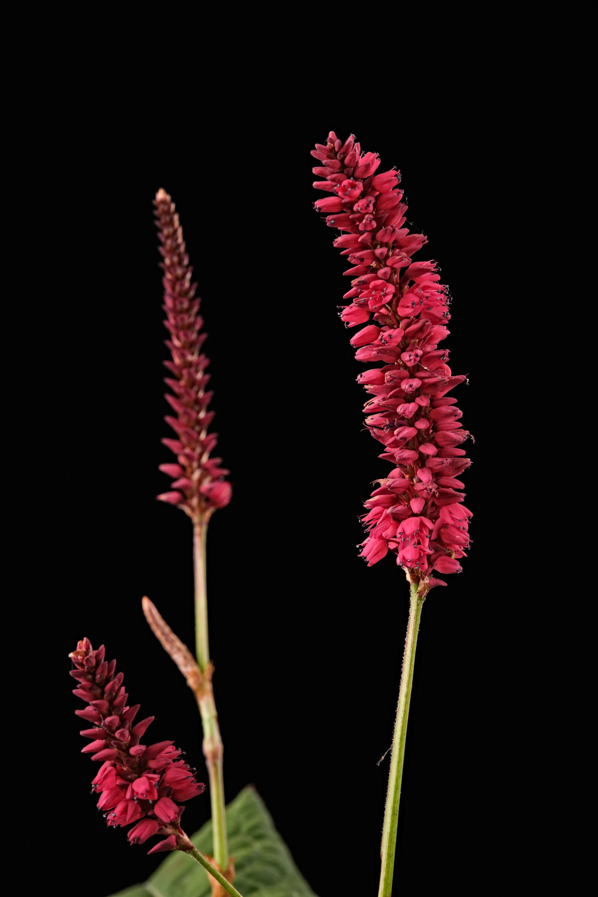 Persicaria Magical Bonfire - L (detail).jpeg