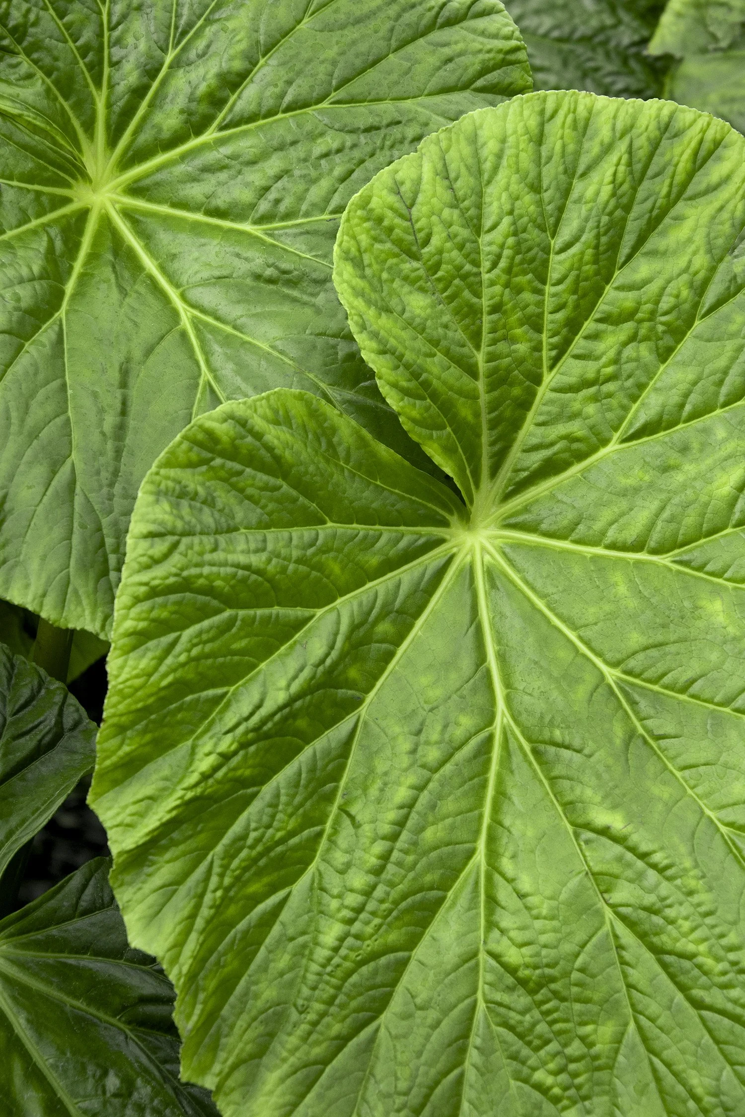 Begonia Tectonic® Caldera