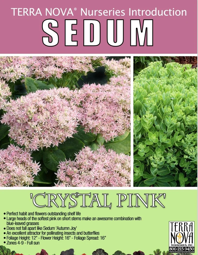 Sedum Crystal Pink