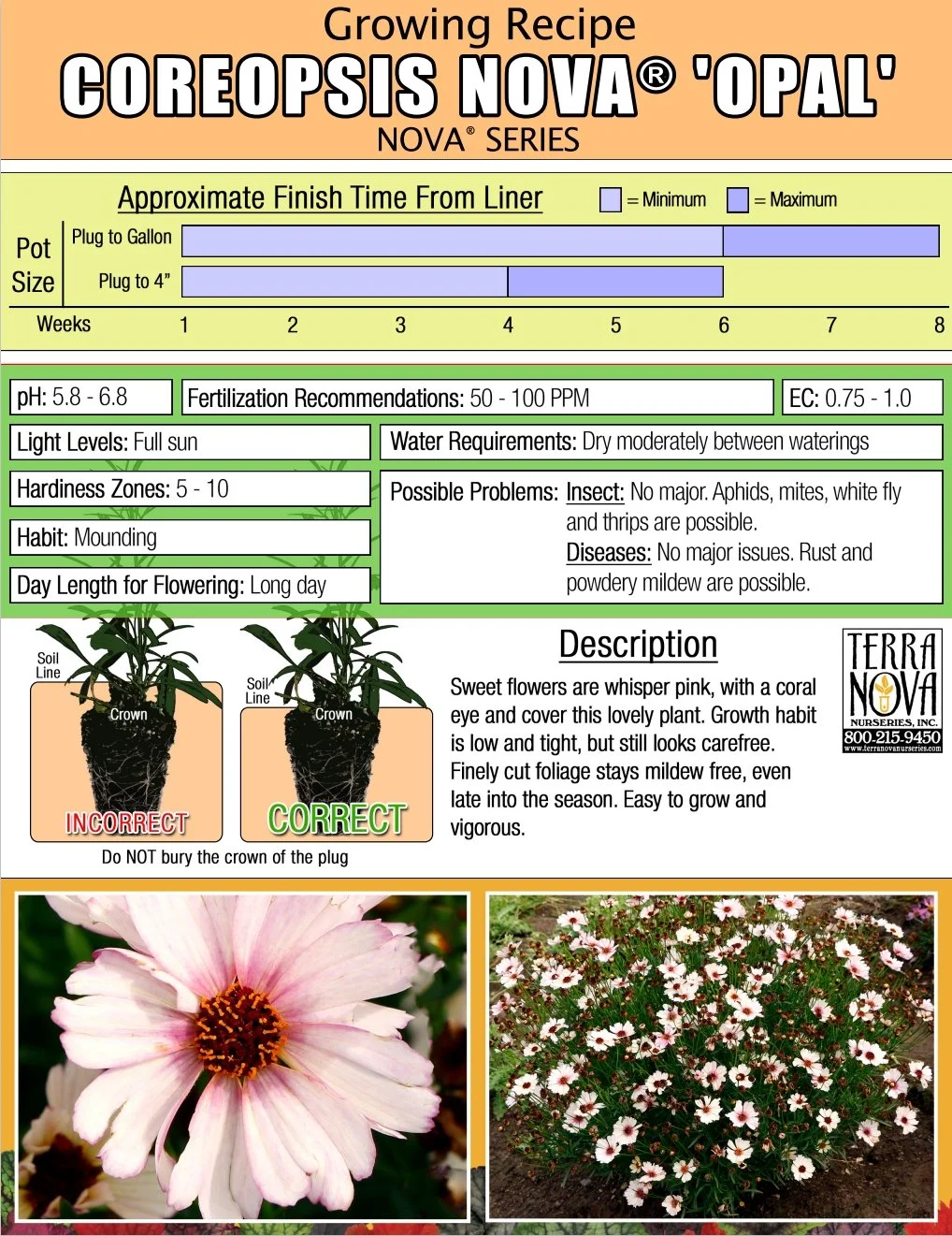 Coreopsis NOVA® Opal