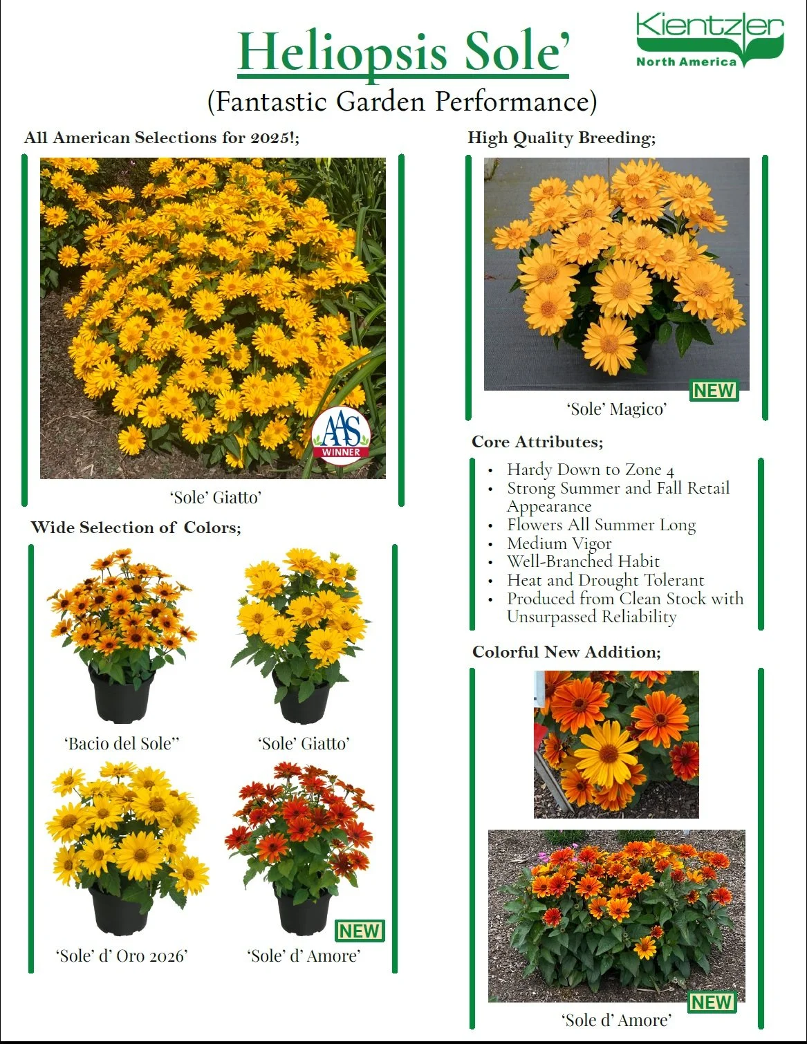 Heliopsis Sole