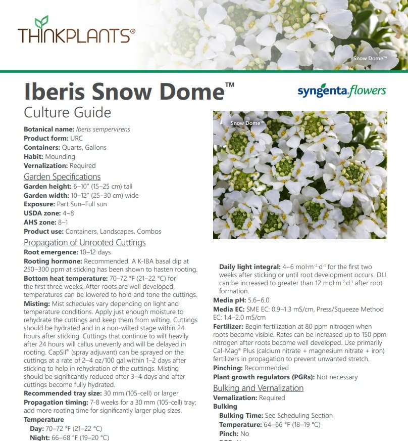 Iberis Snow Dome™