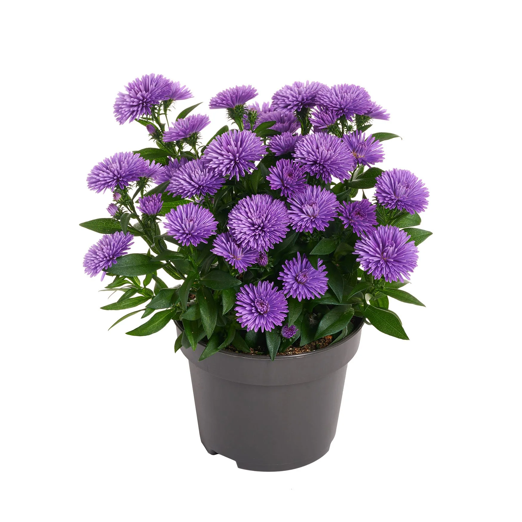 Aster Showmakers® Silver Blue