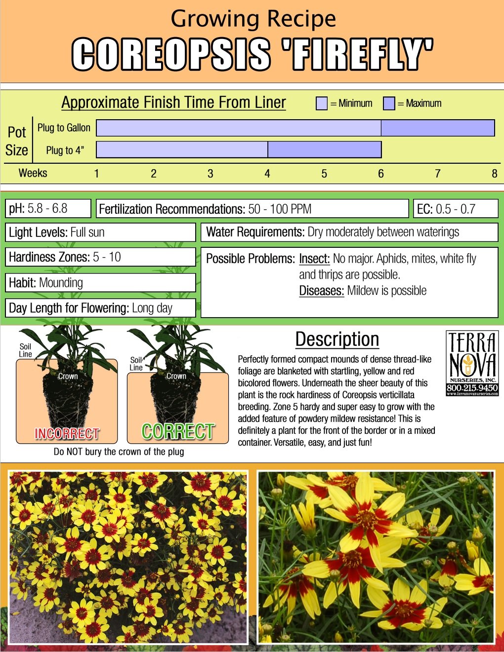 Coreopsis Firefly