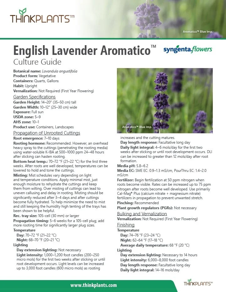 Lavandula angustifolia Aromatico™