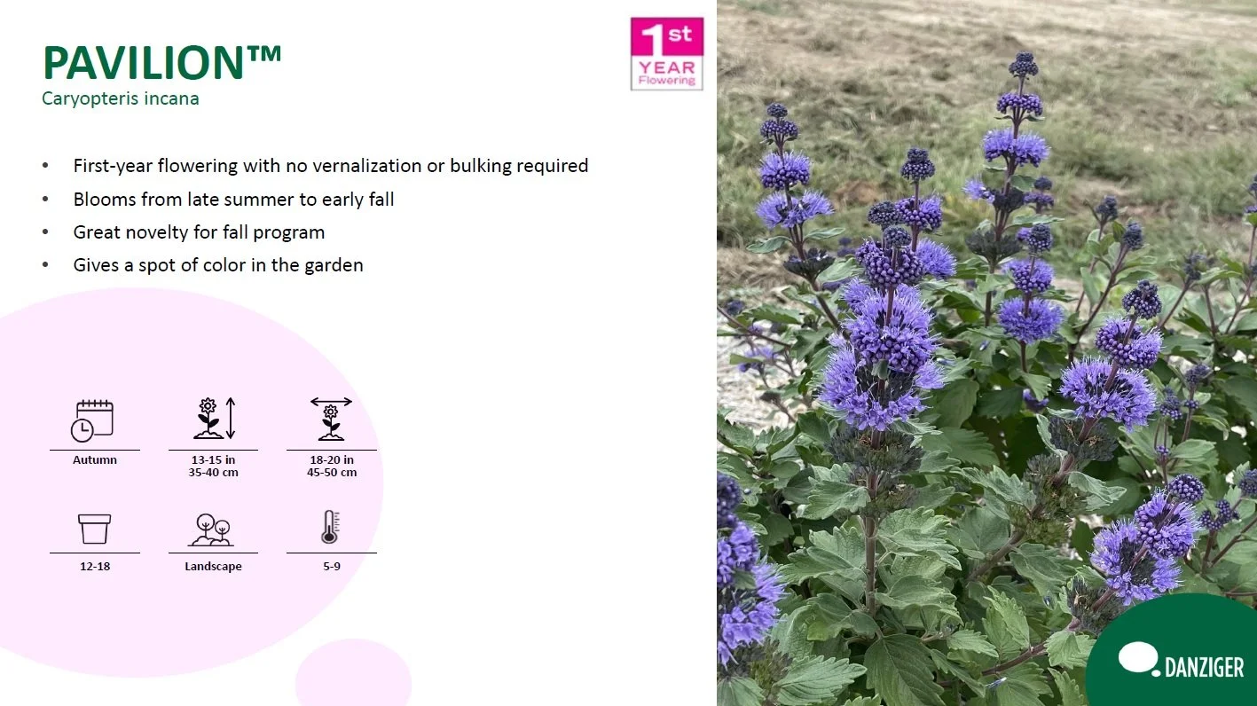 Caryopteris PAVILION™