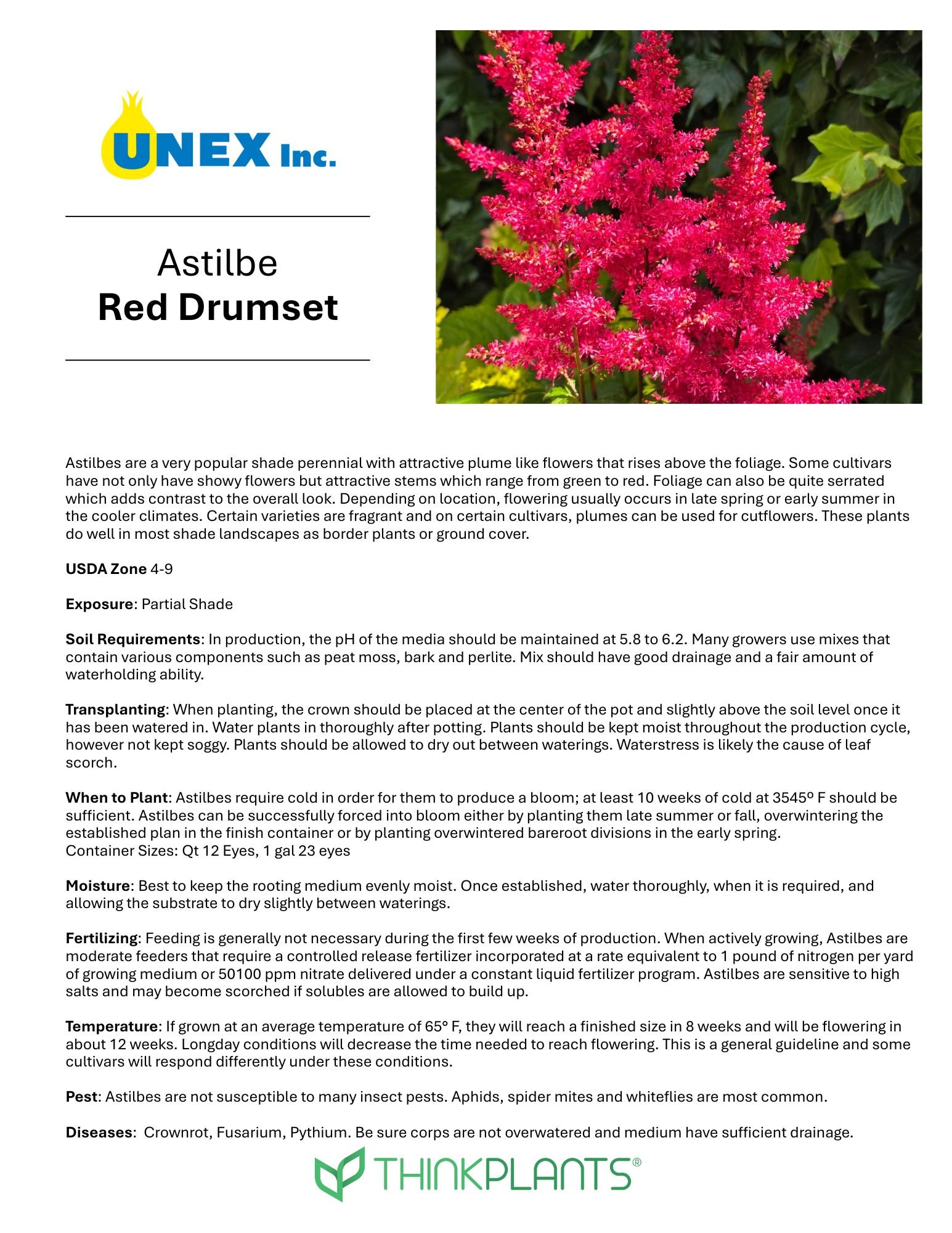 Astilbe Red Drumset