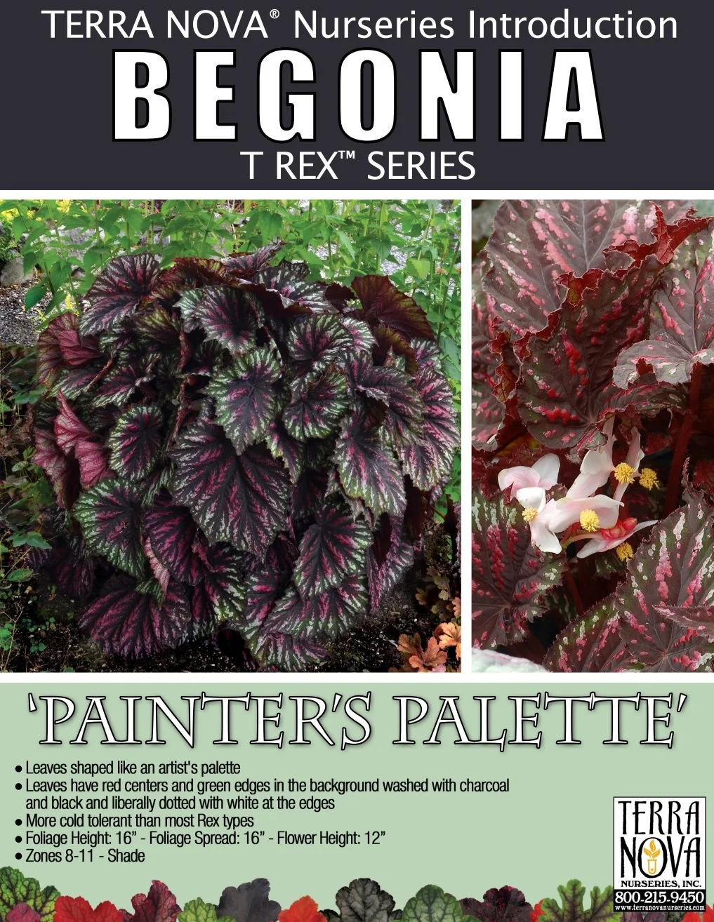 Begonia T Rex Painter's Palette