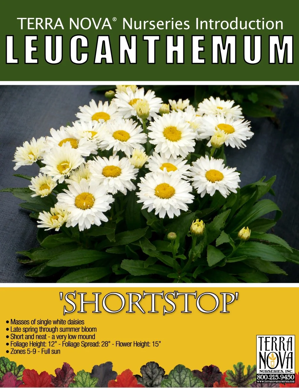 Leucantheum Shortstop