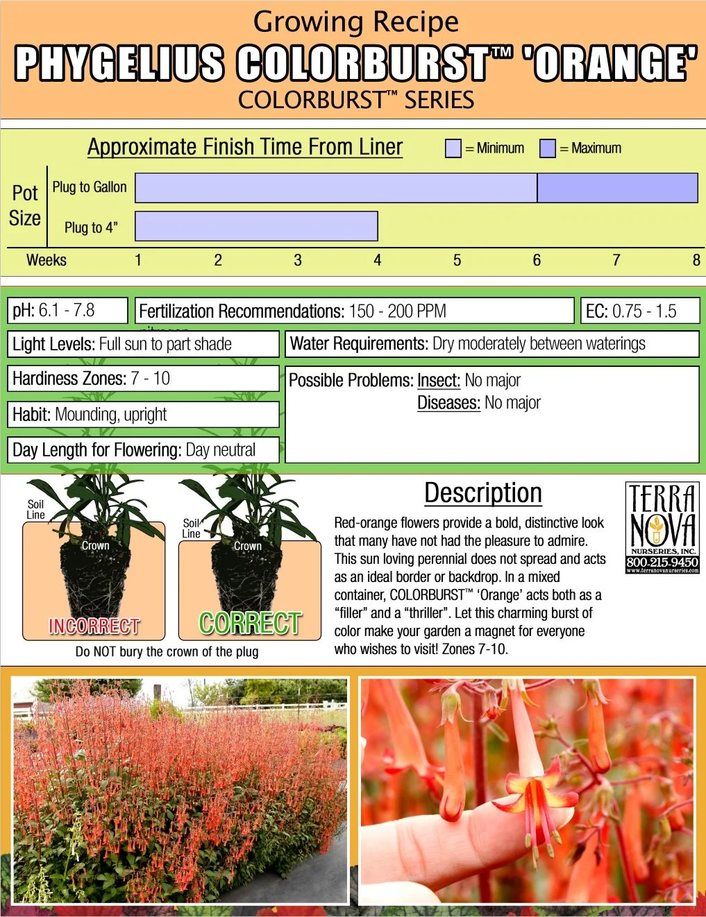 Phygelius Colorburst™ Orange
