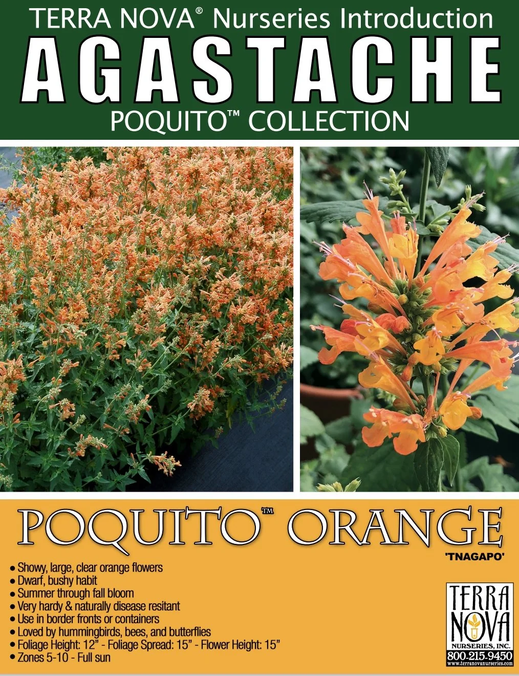 Agastache Poquito™  Orange