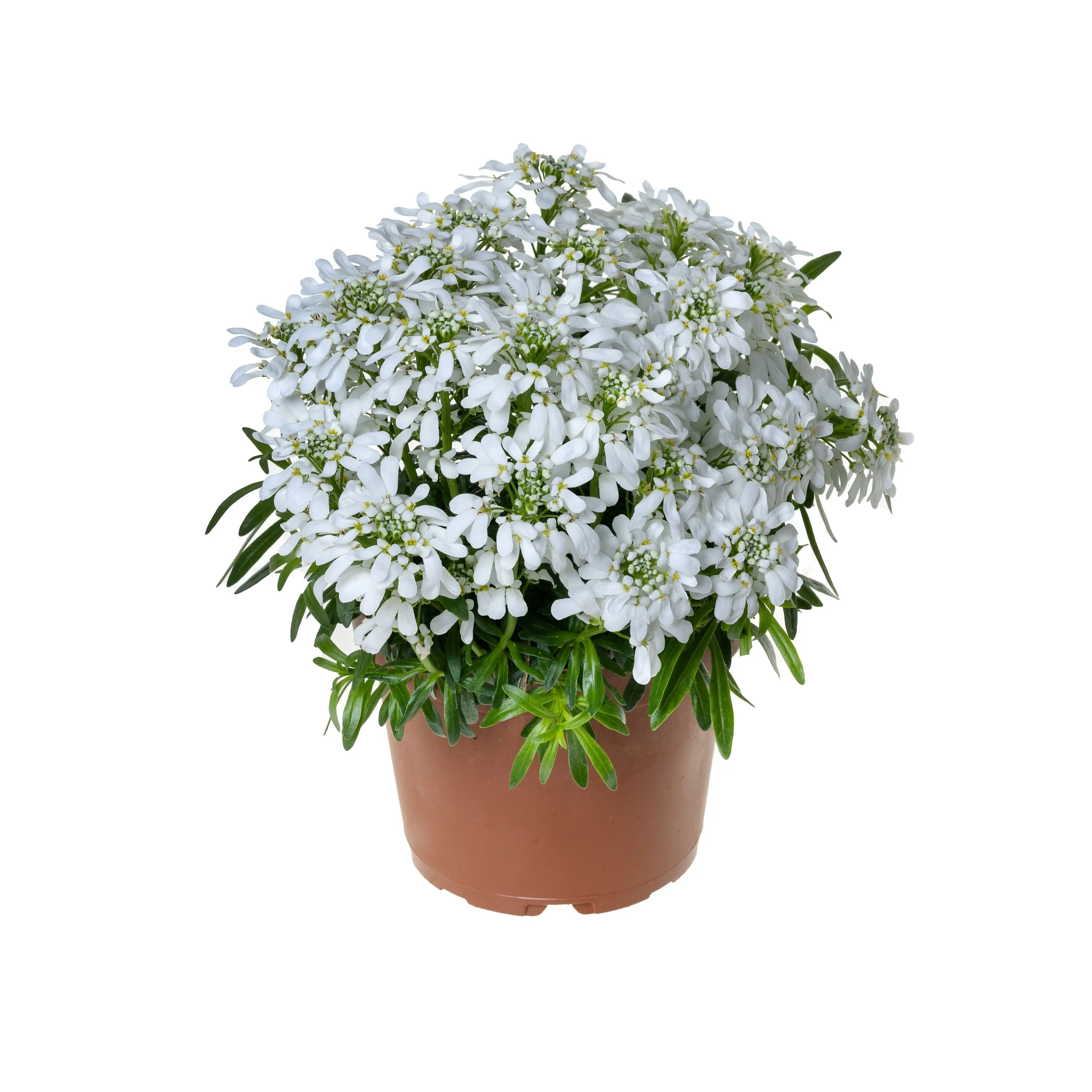 Iberis sempervirens Whistler™ White Imp