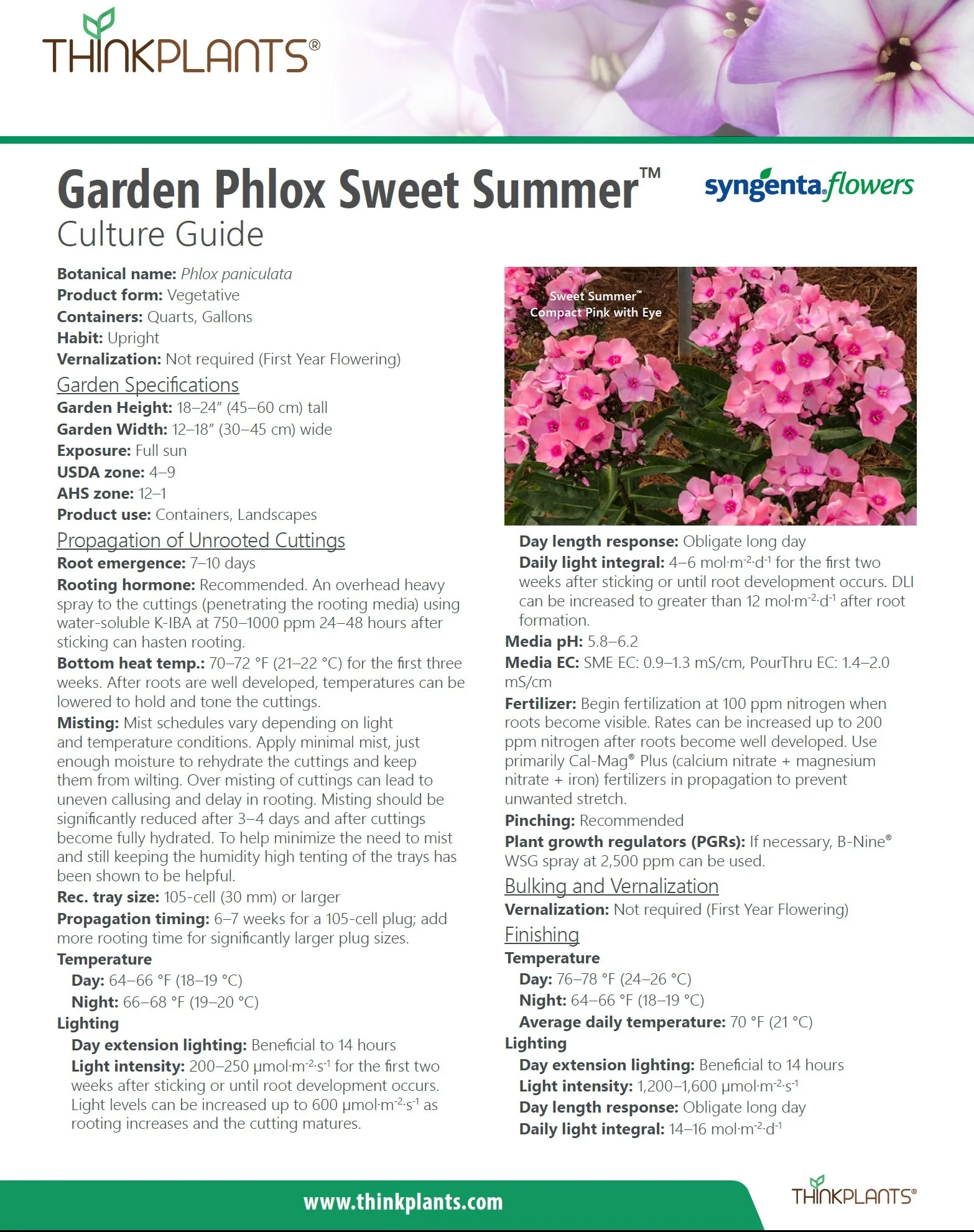 Phlox (Garden) Sweet Summer®