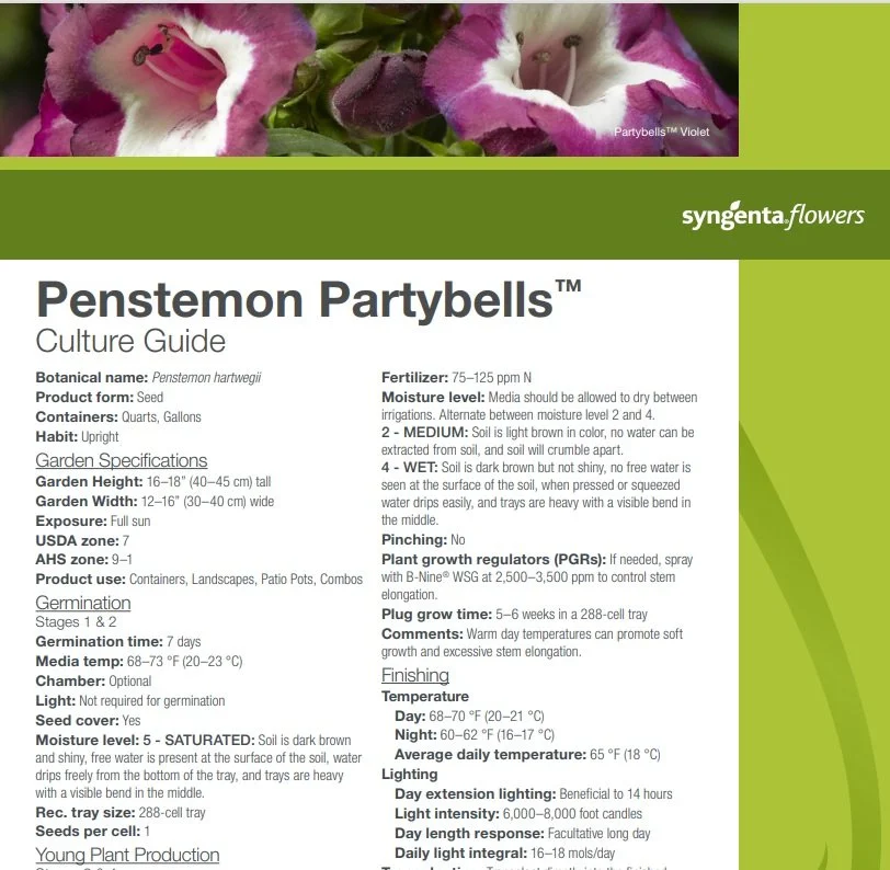 Penstemon Partybells™