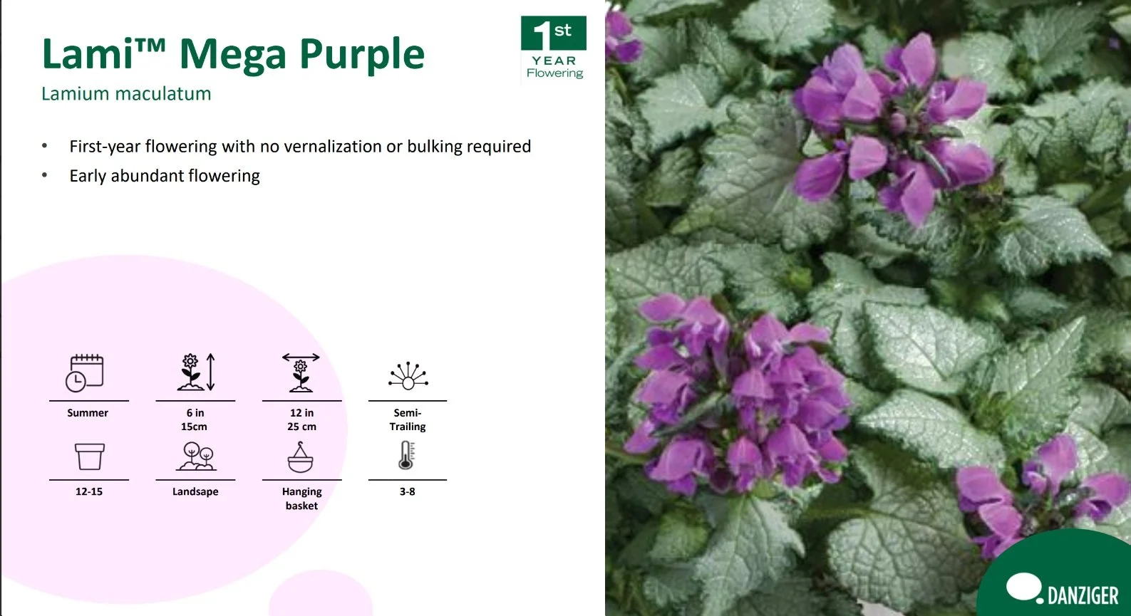 Lamium Lami™
