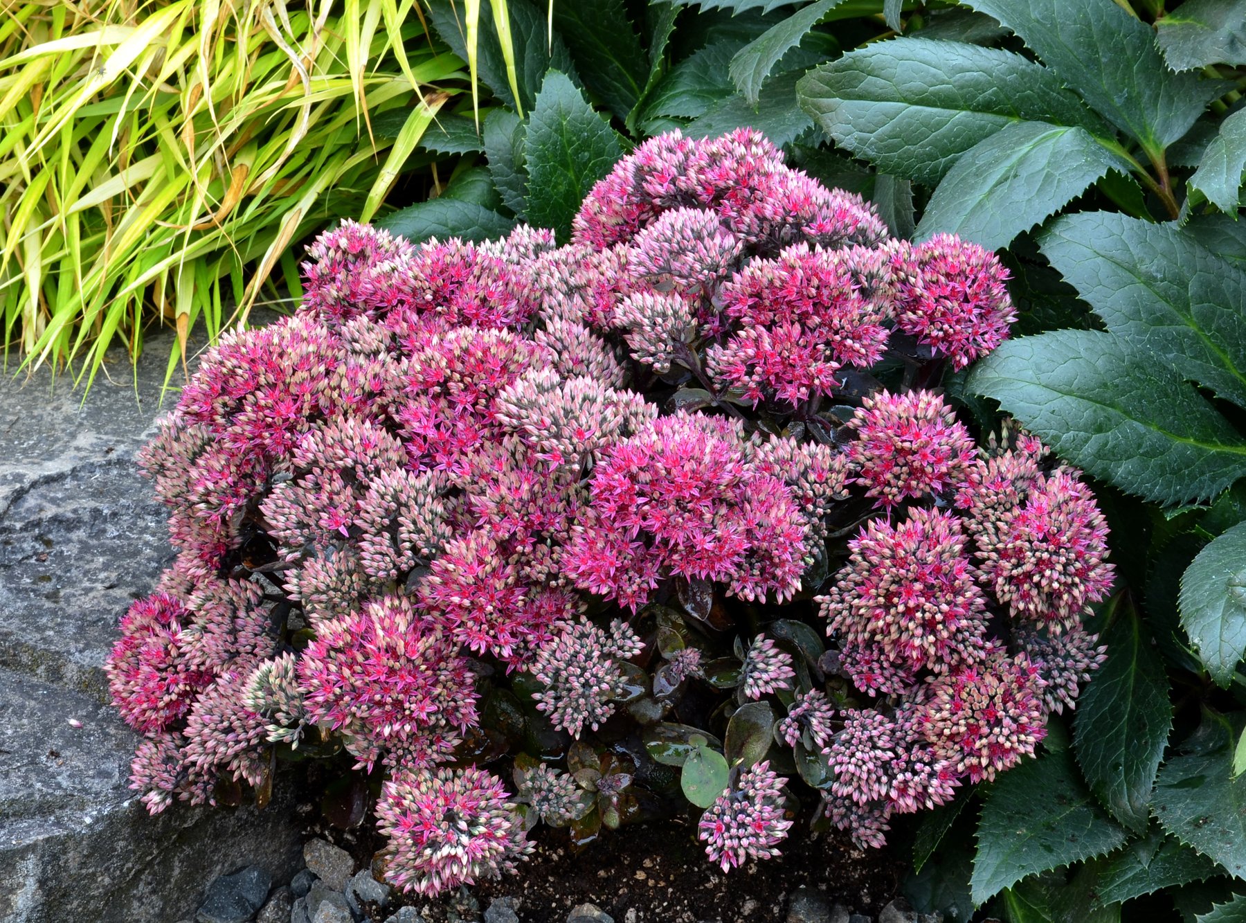 Sedum Dynomite
