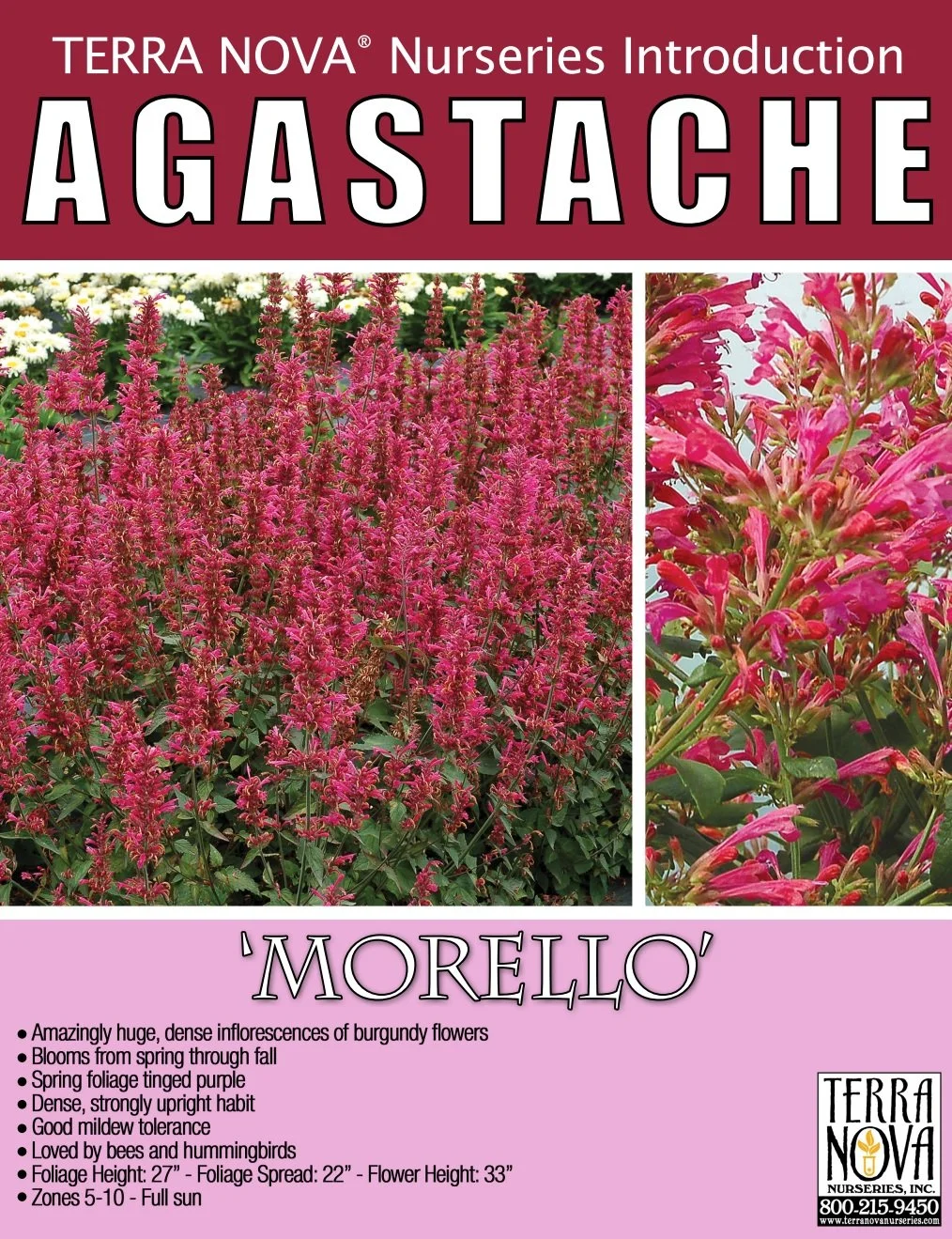 Agastache Morello