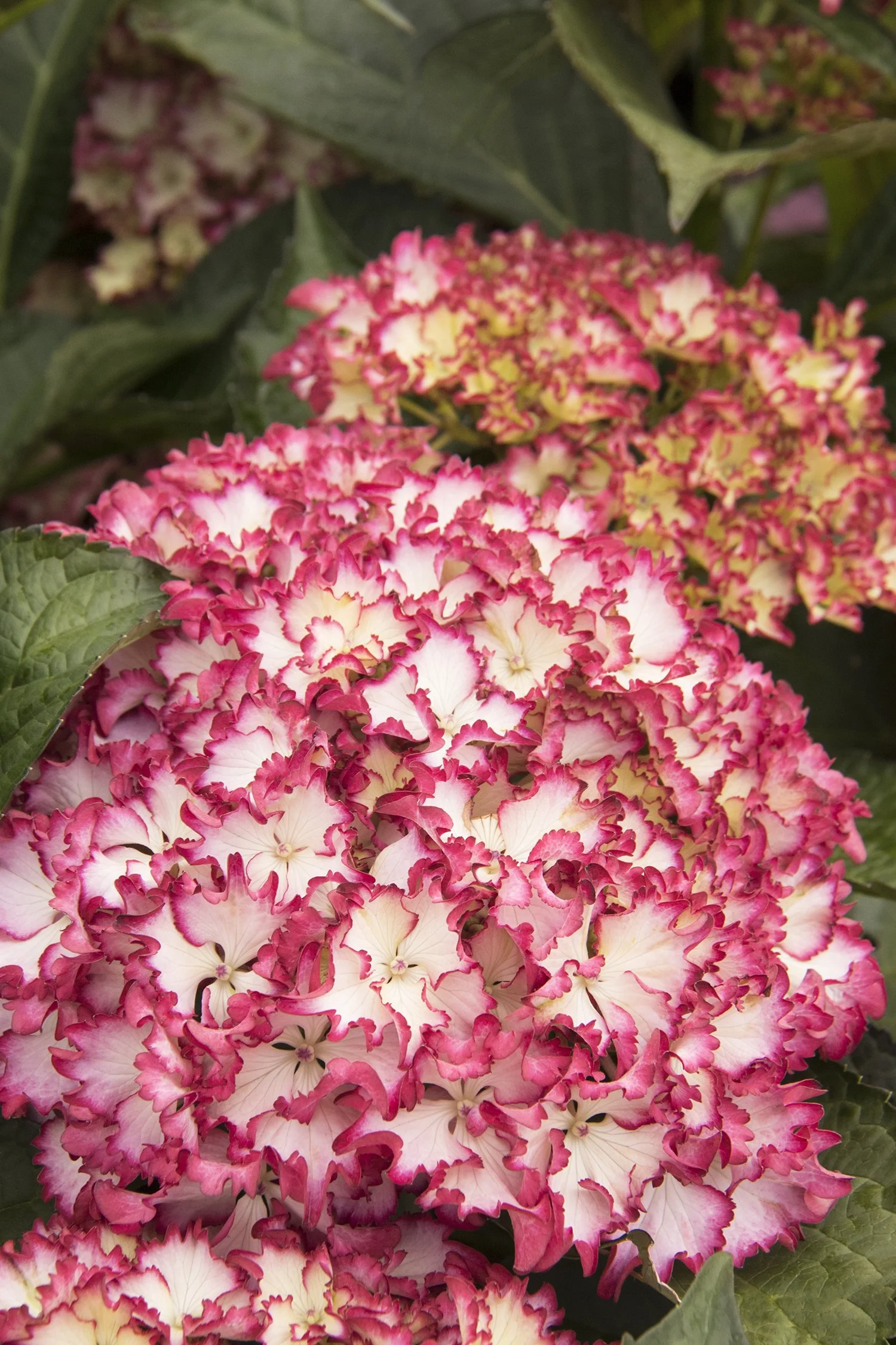 Hydrangea macrophylla  Seaside Serenade® Fire Island