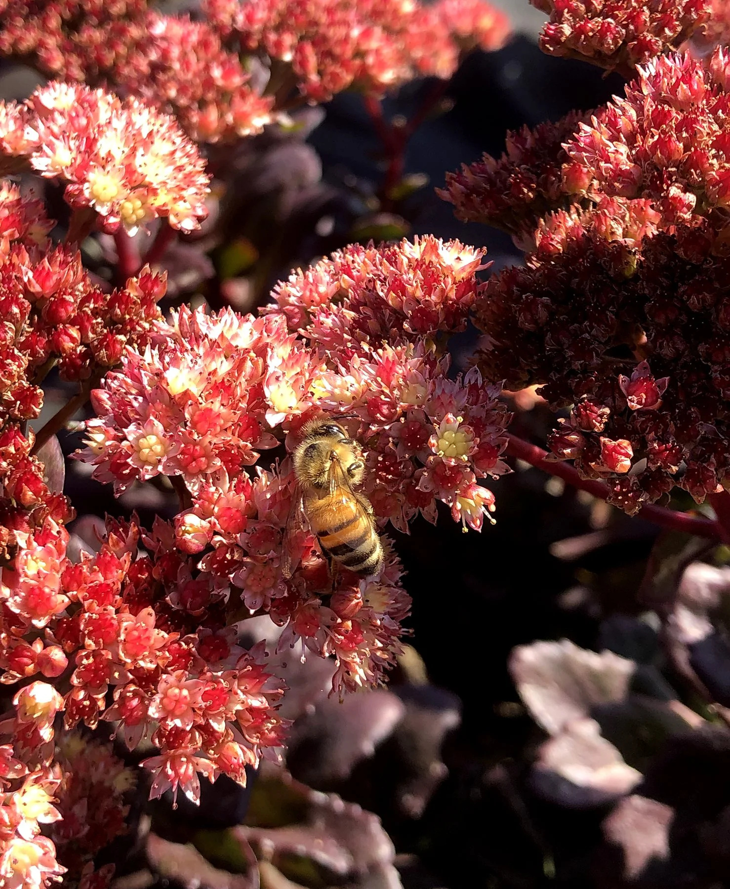 Sedum Conga Line