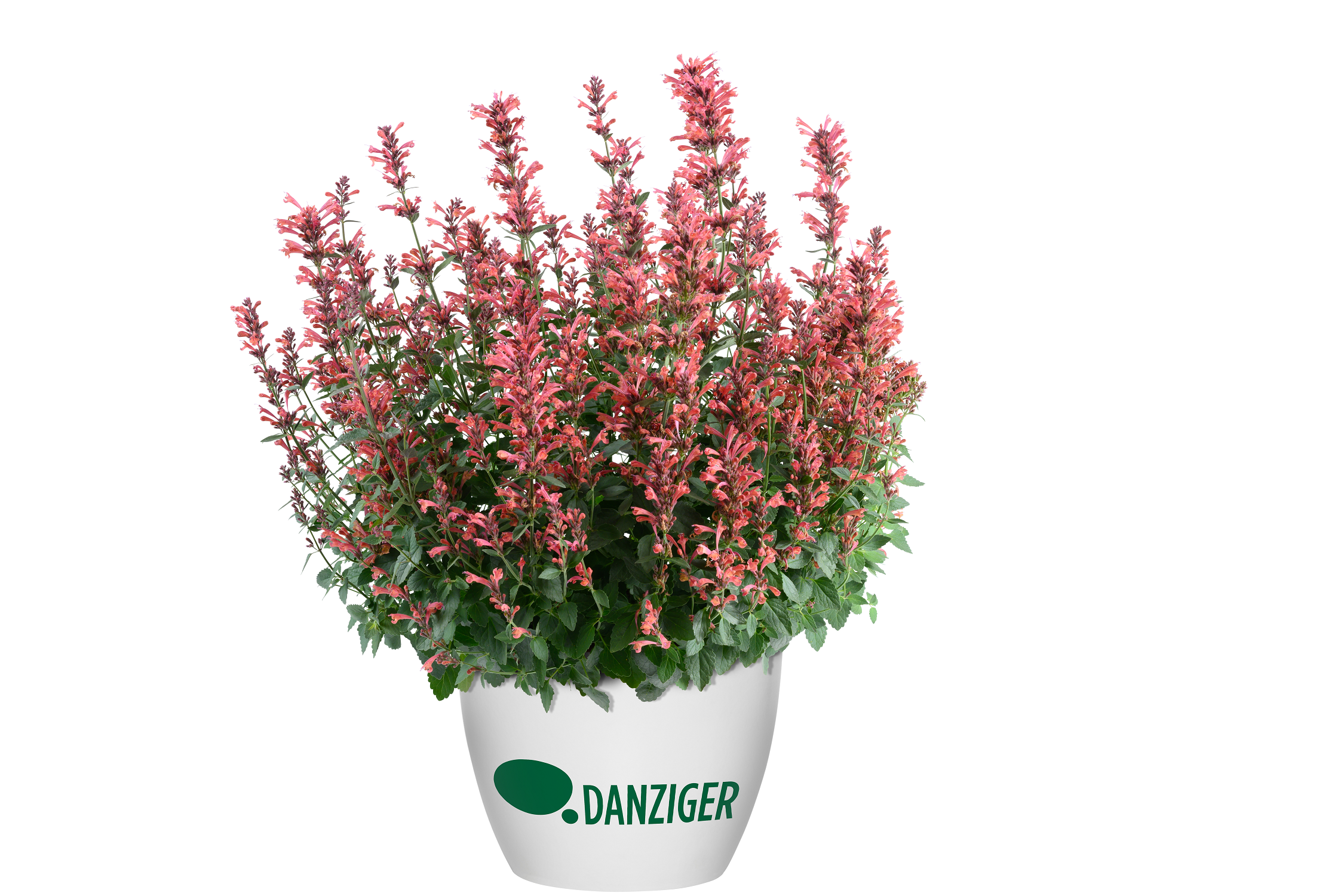 Agastache SUNNY SPARKS™ Punch