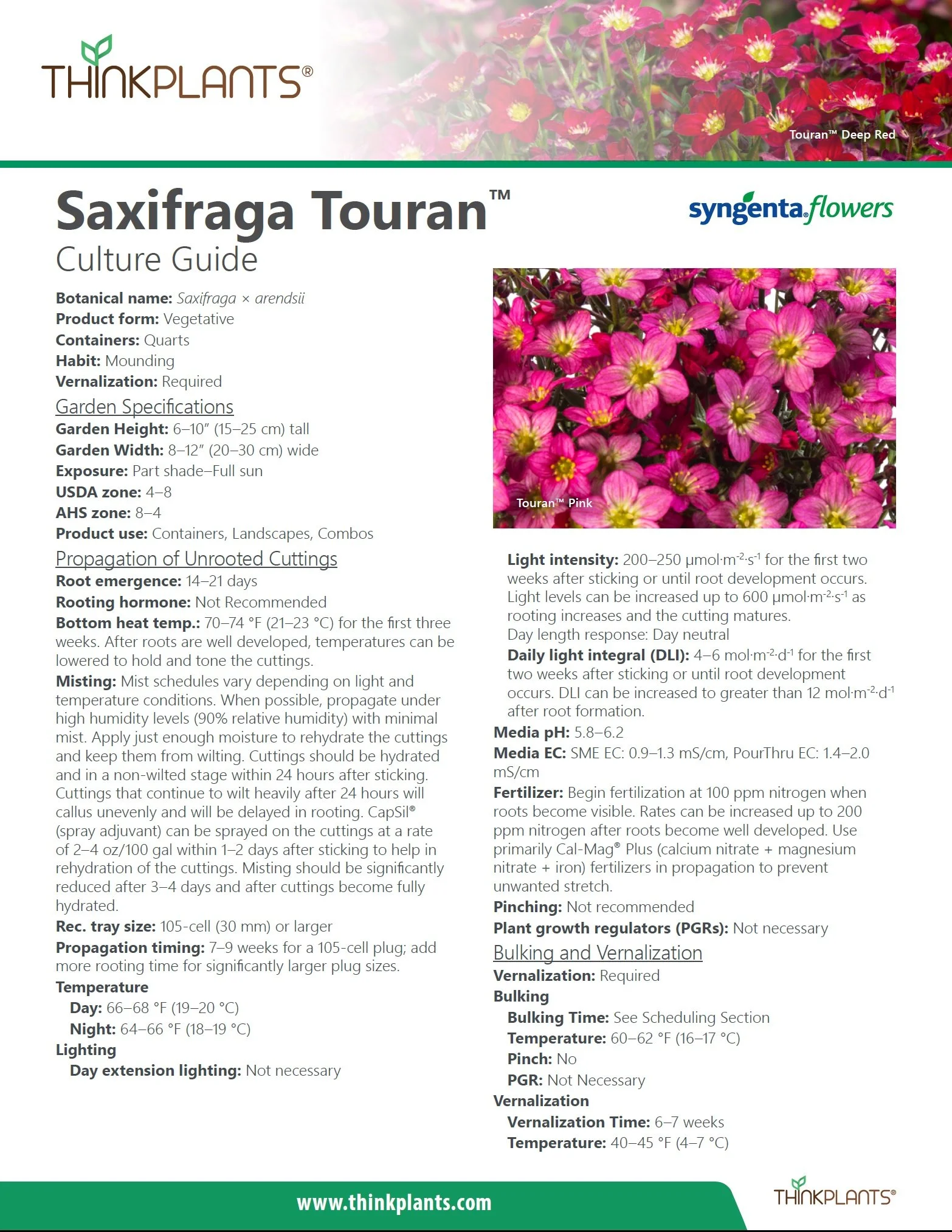 Saxifraga Touran™