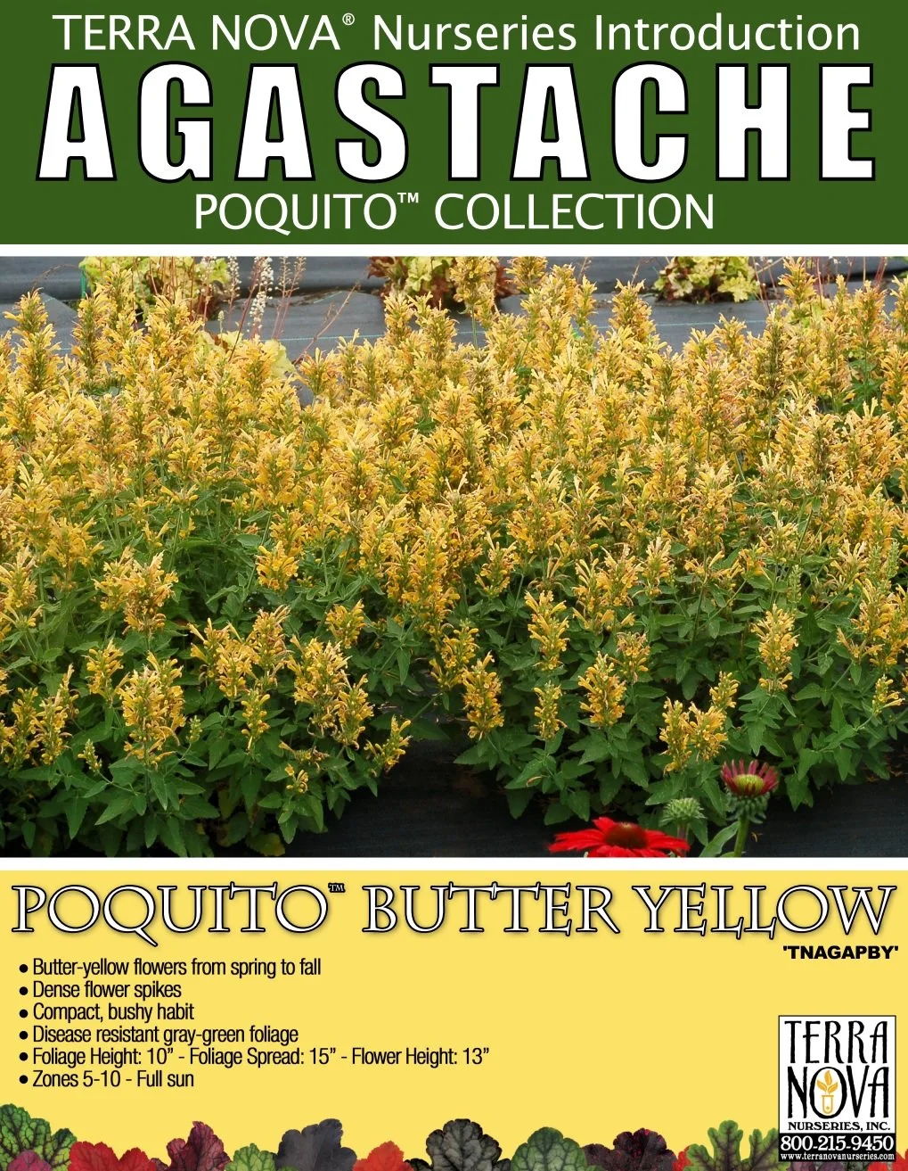 Agastache Poquito ™ Butter Yellow