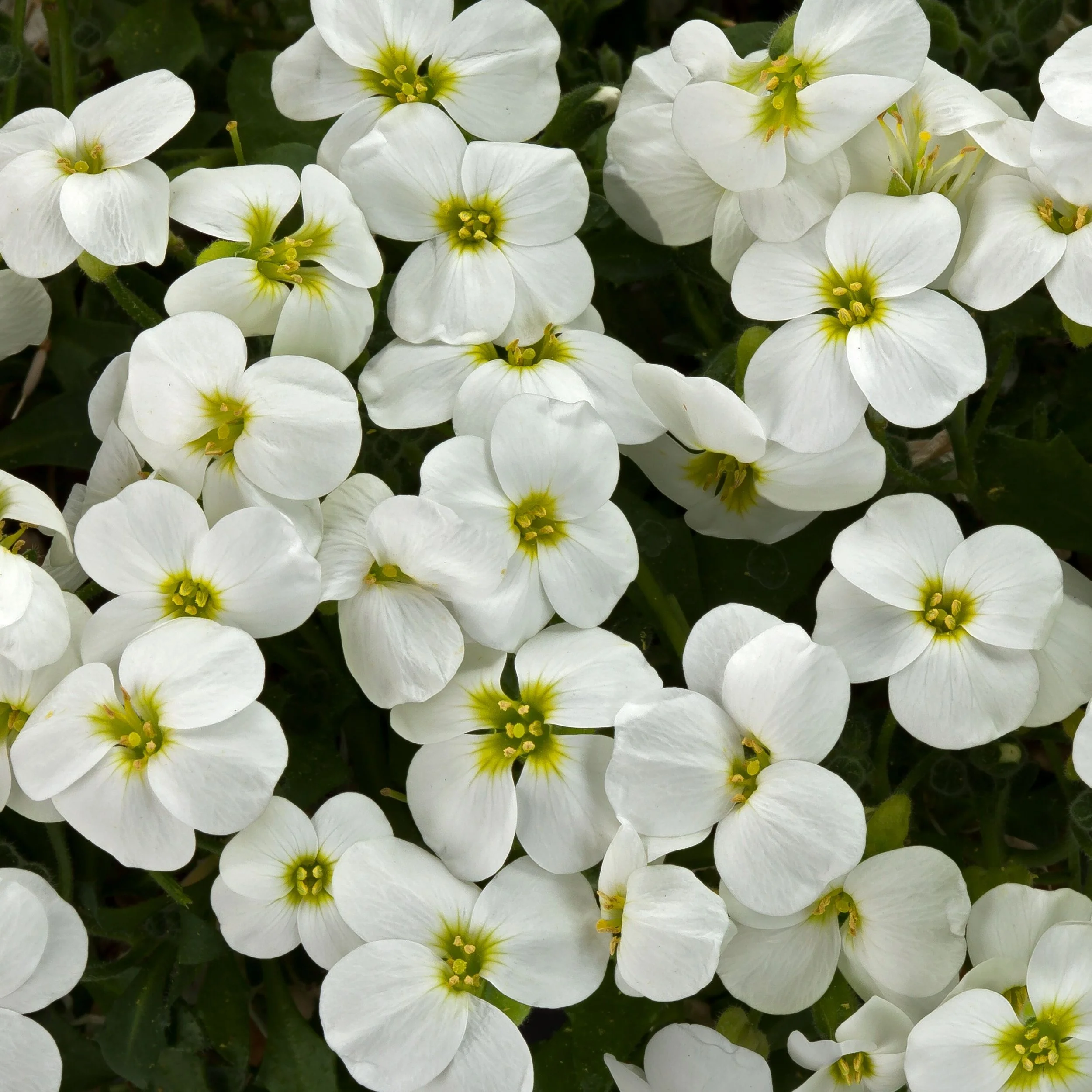 High Res jpg-Axcent White (70079873)-1.jpg