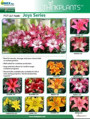 Lily Asiatic Joys Series