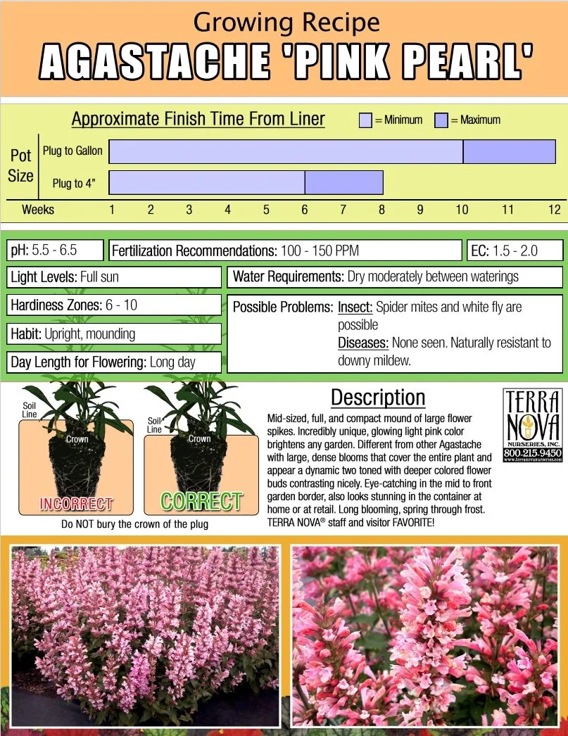 Agastache 'Pink Pearl'