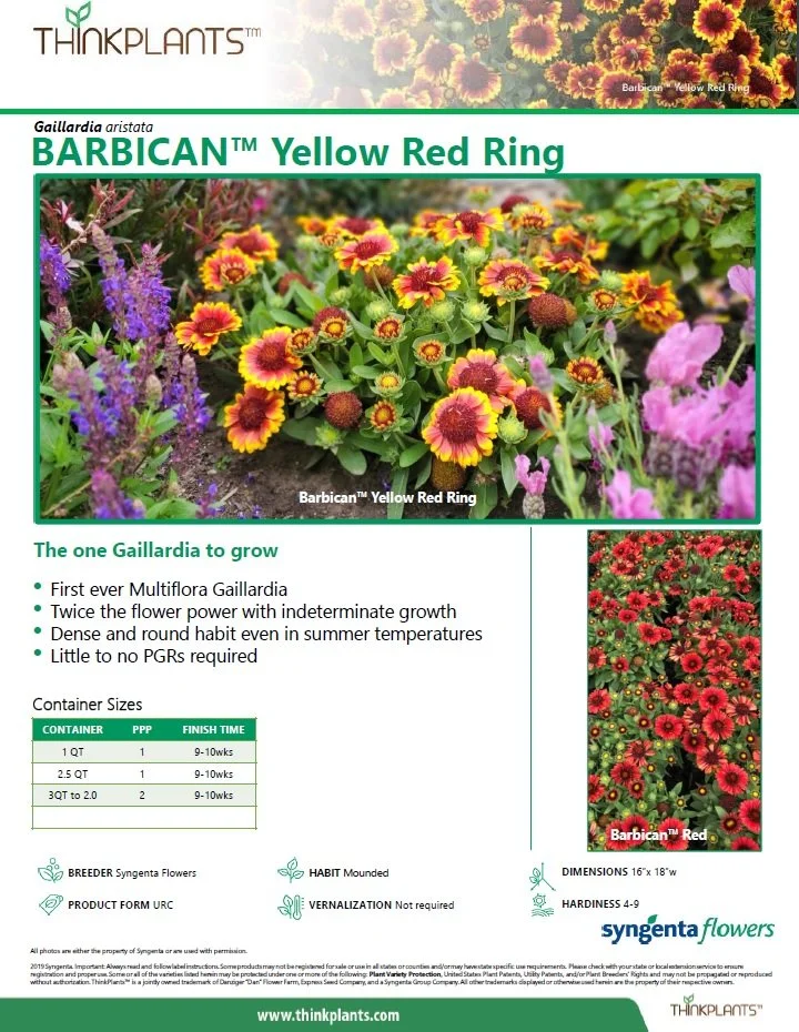 Gaillardia Barbican™