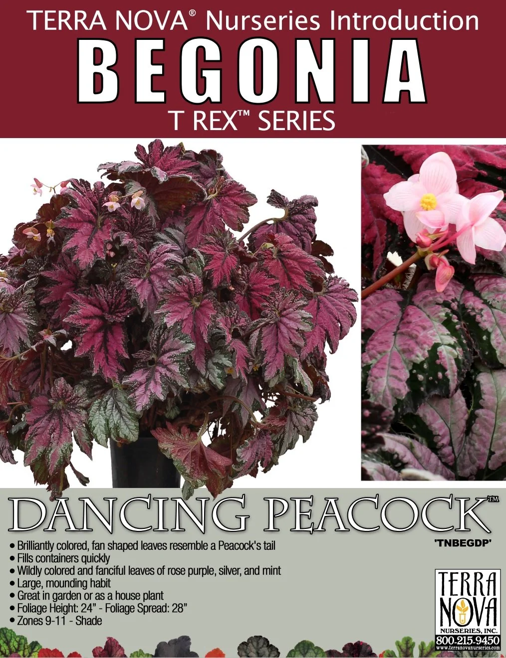 Begonia T Rex™ Dancing Peacock