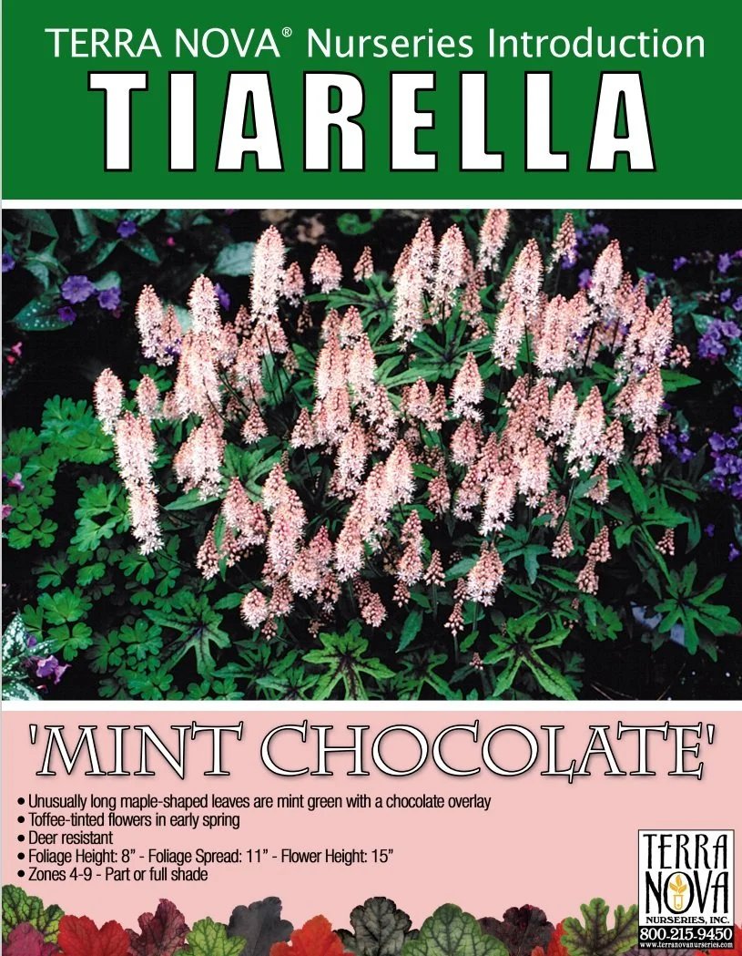Tiarella Mint Chocolate