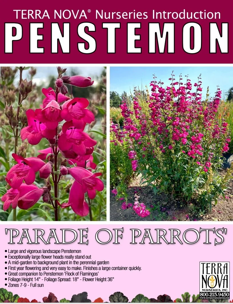 Penstemon 'Parade of Parrots'