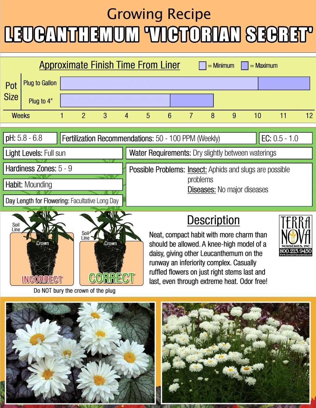 Leucanthemum Victorian Secret
